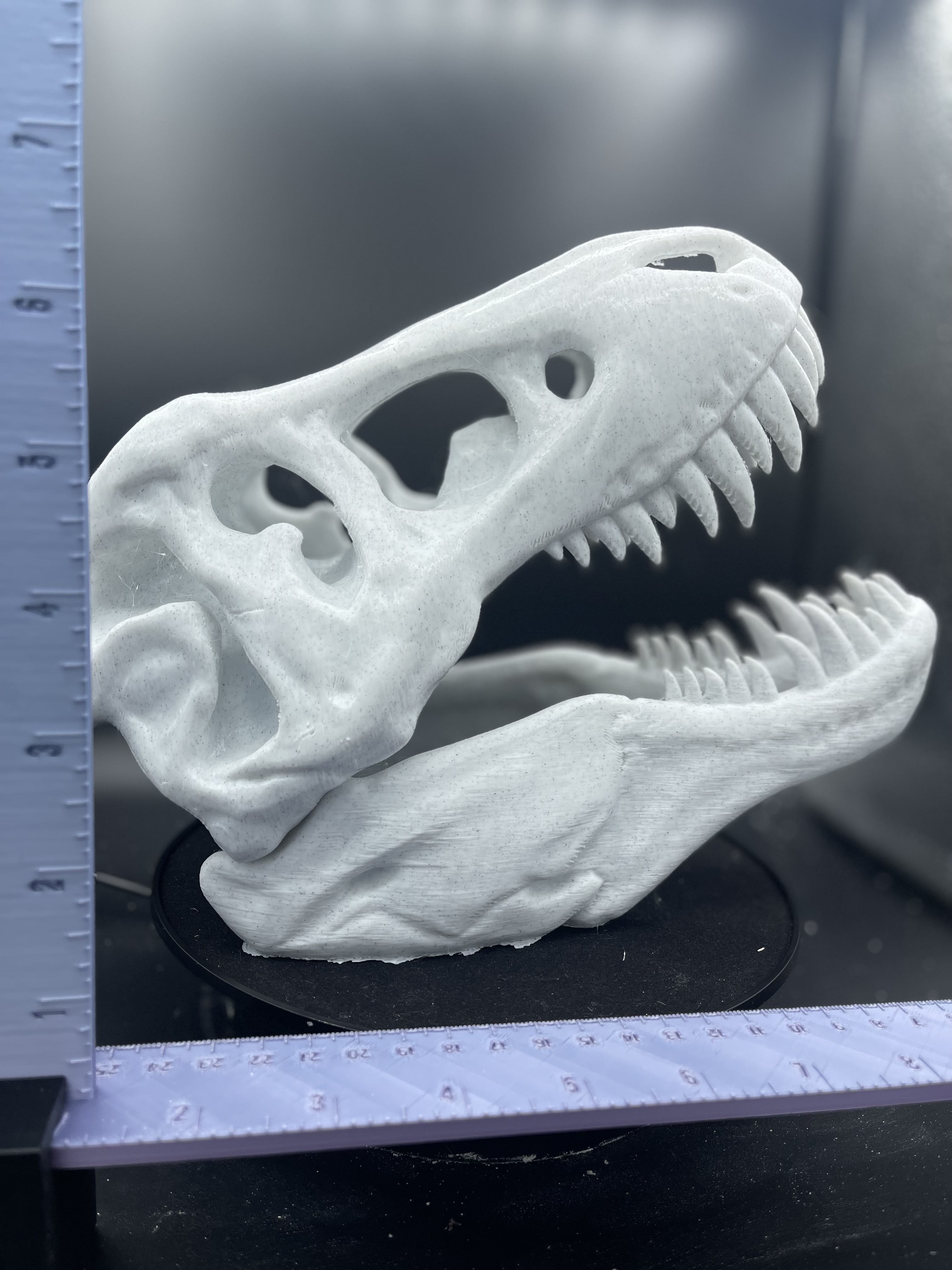 MIGHTY T-REX SKULL!