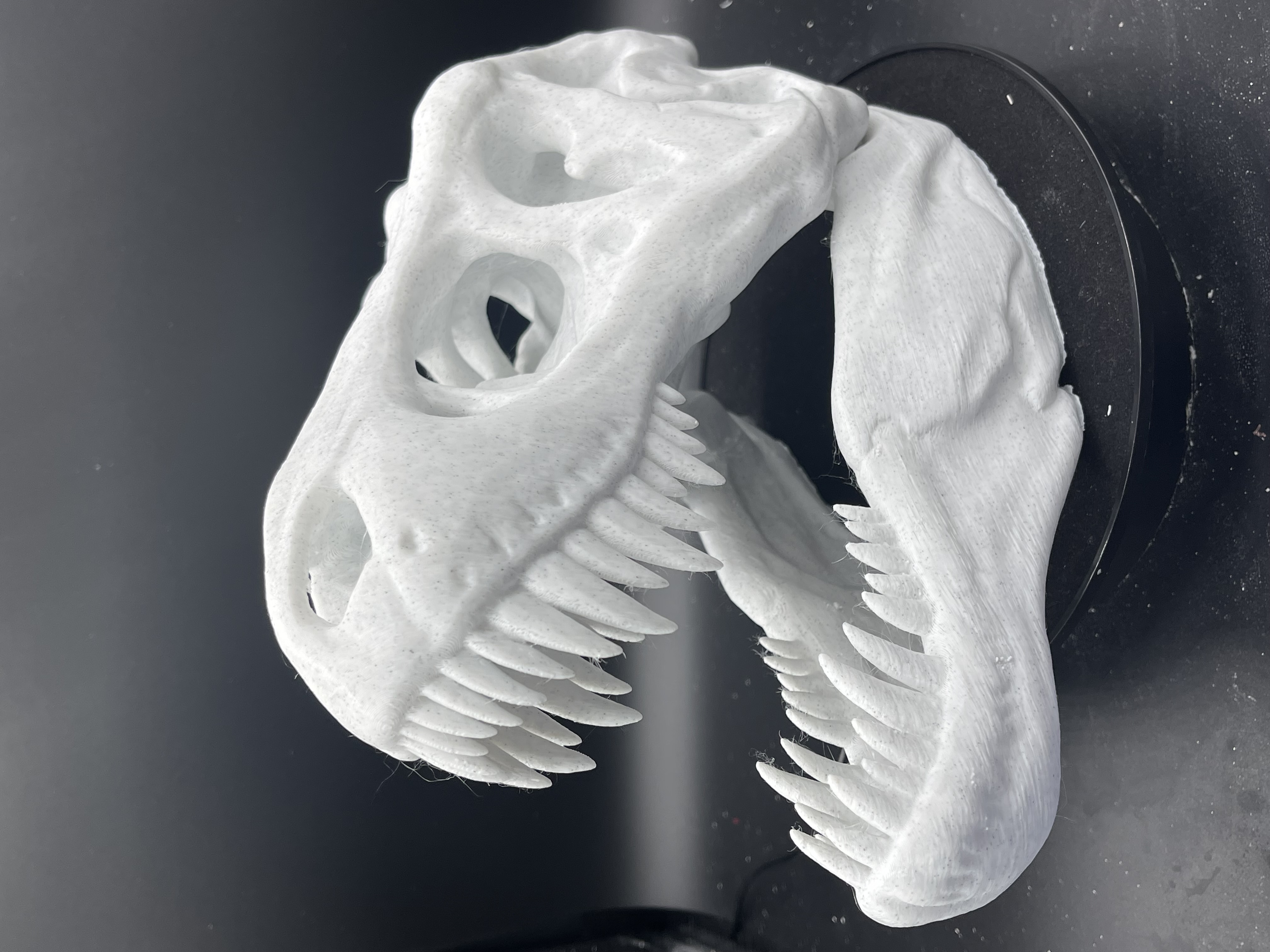 MIGHTY T-REX SKULL!