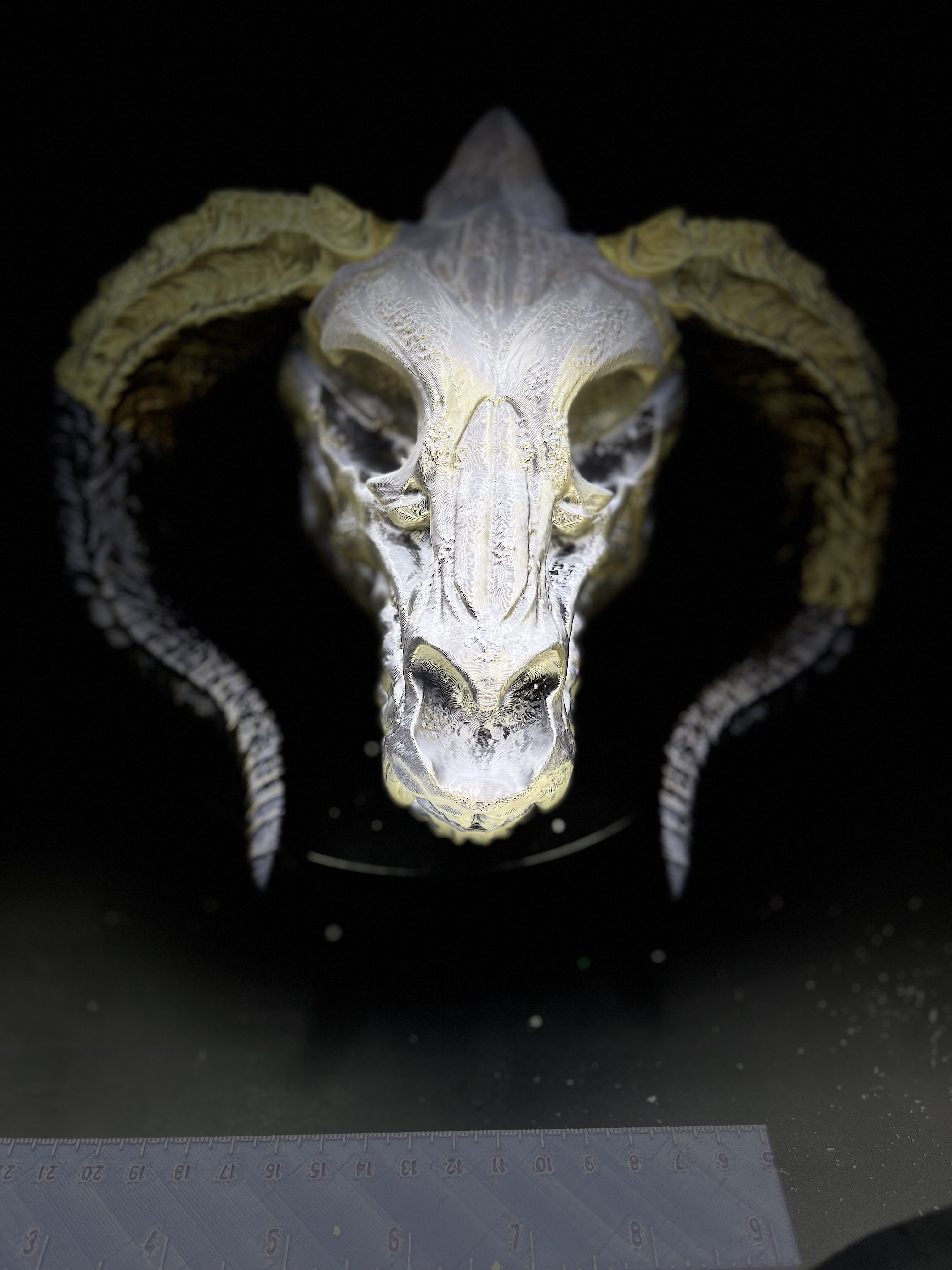 GOLD DRAGON SKULL!